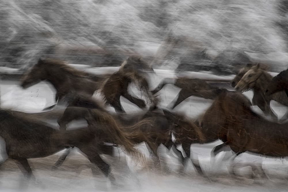 Galloping Snow Horses by Milan Malovrh — canvas wall art
