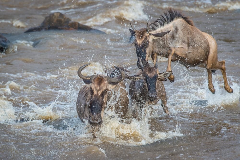 Wildebeest River Crossing by Jeffrey C. Sink — canvas wall art