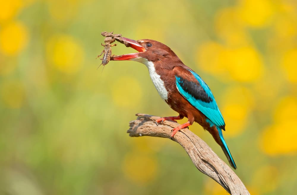 Vivid Kingfisher Meal by Shlomo Waldmann — canvas wall art