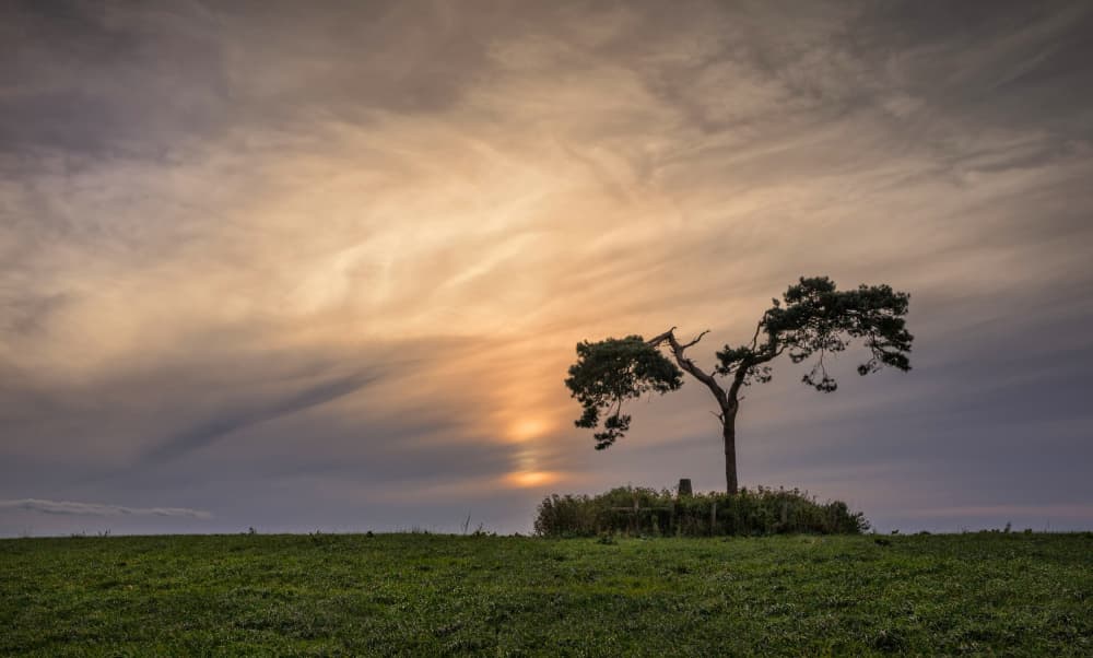 Solitary Tree Sunset by Anne Berger — canvas wall art