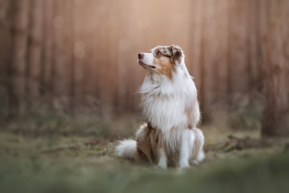 Golden Light Shepherd by Ve Shandor — canvas wall art
