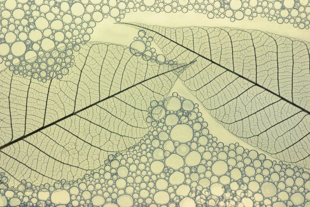 Translucent Leaf Bubbles by Shihya Kowatari — canvas wall art