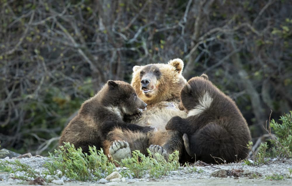 Grizzly Bear Family by Roshkumar — canvas wall art