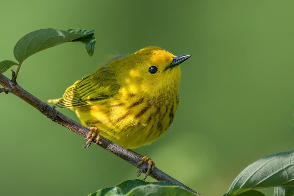 Bright Yellow Bird by Jacob (Jian) Xu — canvas wall art