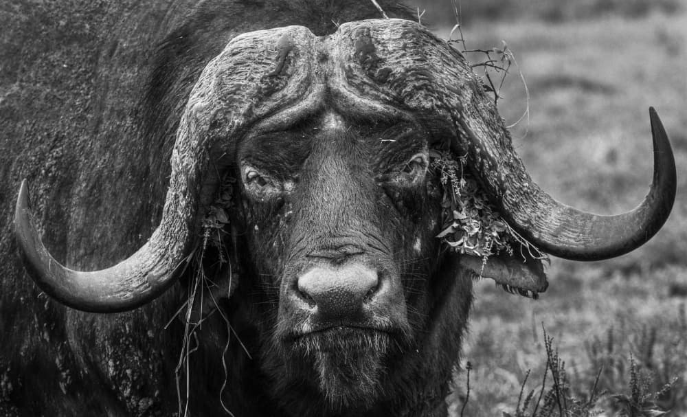 Powerful African Buffalo by Hamza Qarooni — canvas wall art
