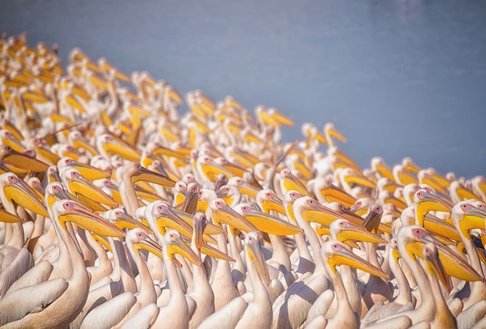 Great White Pelican Crowd by Keren Or — canvas wall art