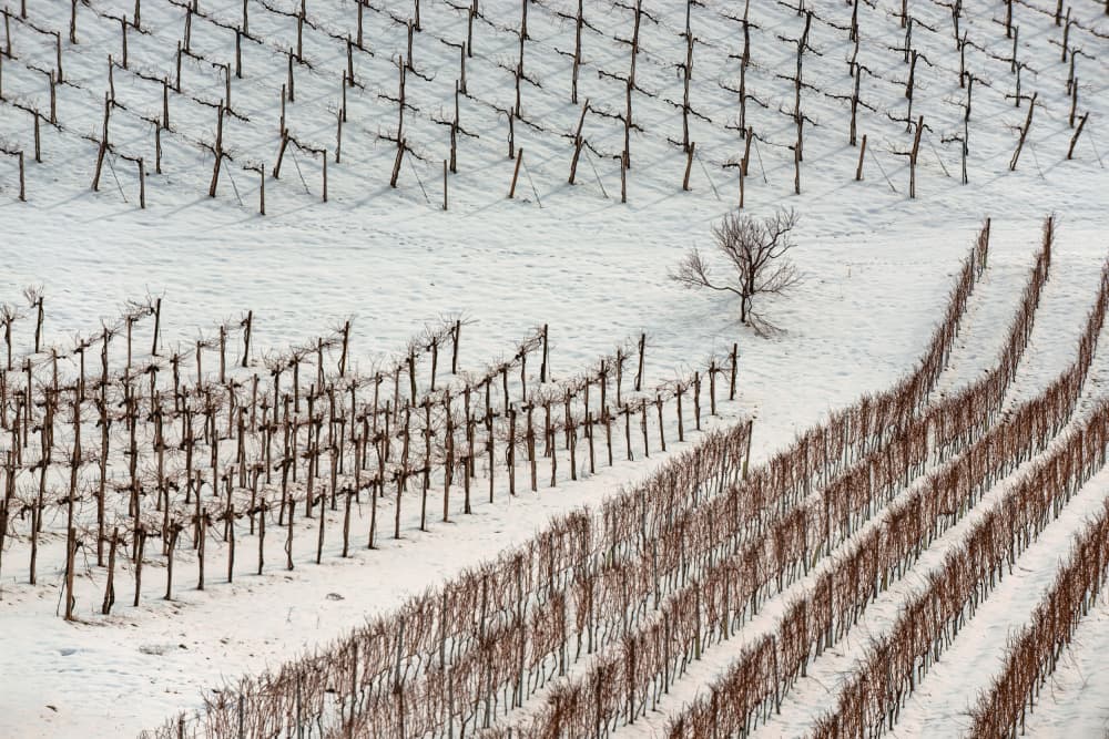 Snowy Vineyard Rows by Jure Kravanja — canvas wall art