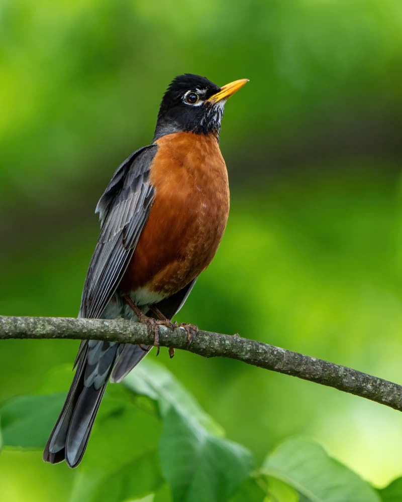American Robin Perched by Noa Nick — canvas wall art