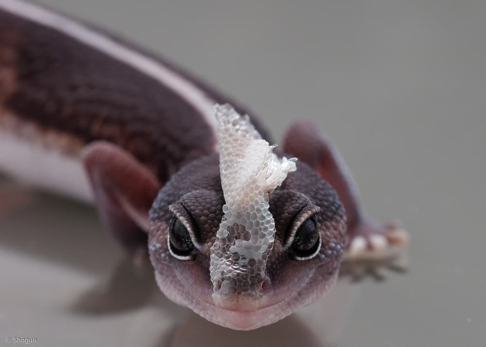Gecko Shedding Skin by Thierry Lagandré (Transgressed Light) — canvas wall art