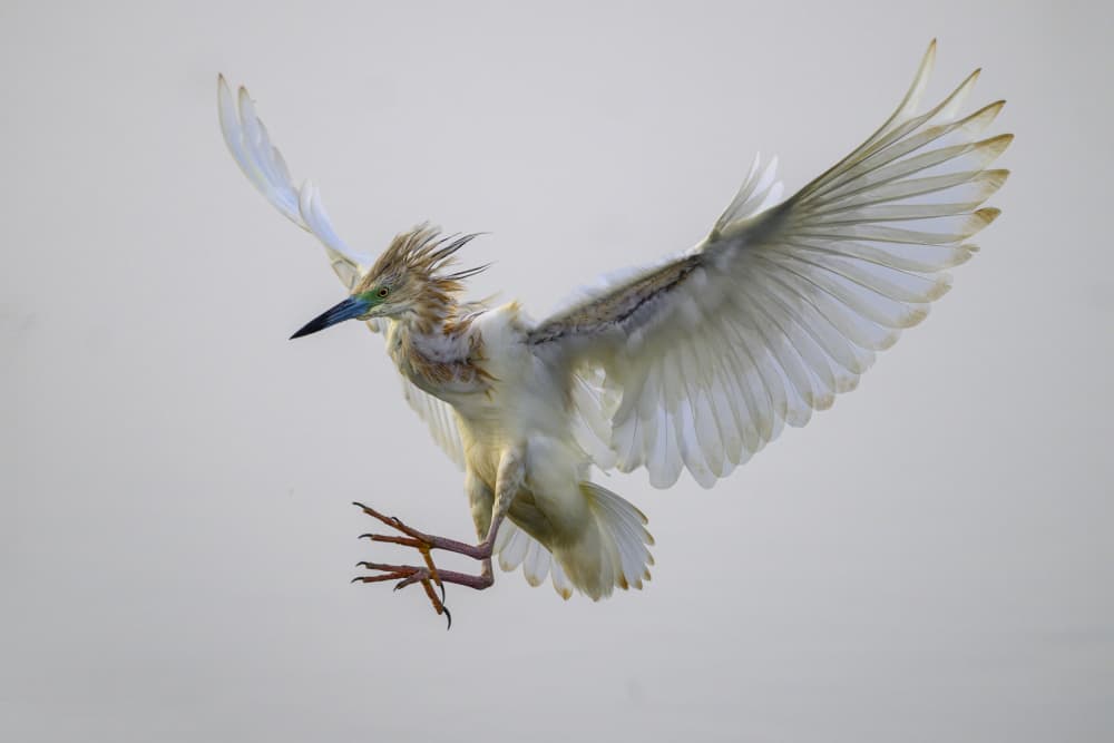 Egret in Flight by Mallal Moshe — canvas wall art