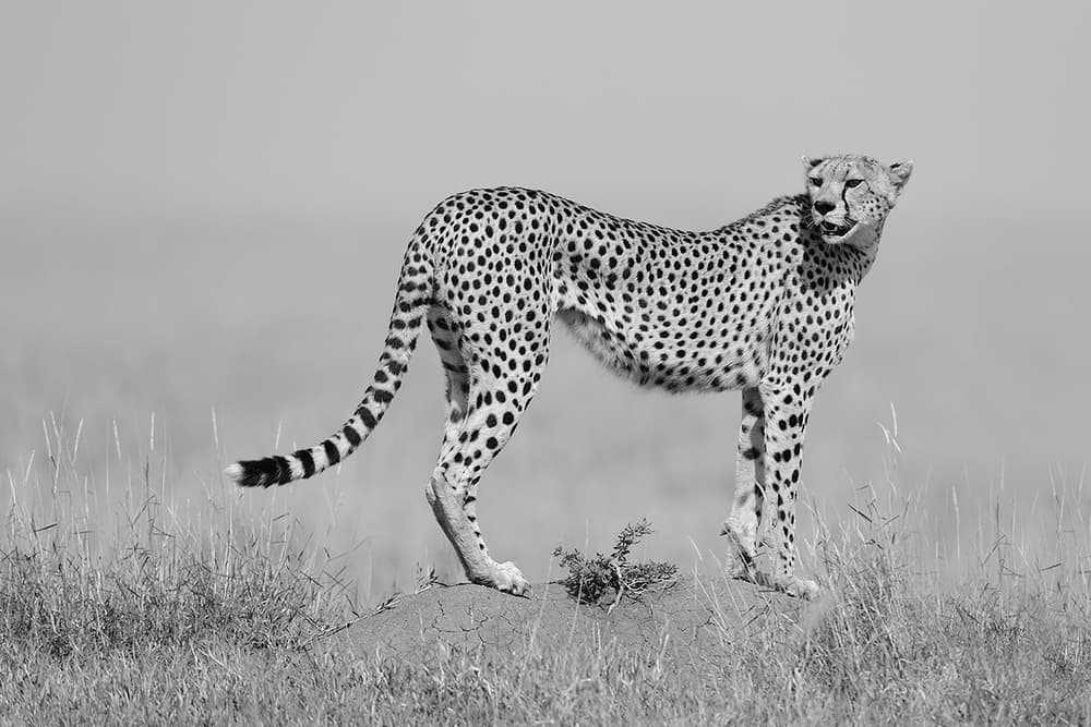 Elegant Savanna Cheetah by Marco Pozzi — canvas wall art