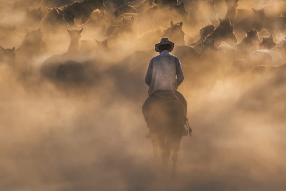 Cowboy and Wild Horses by Ali Can — canvas wall art