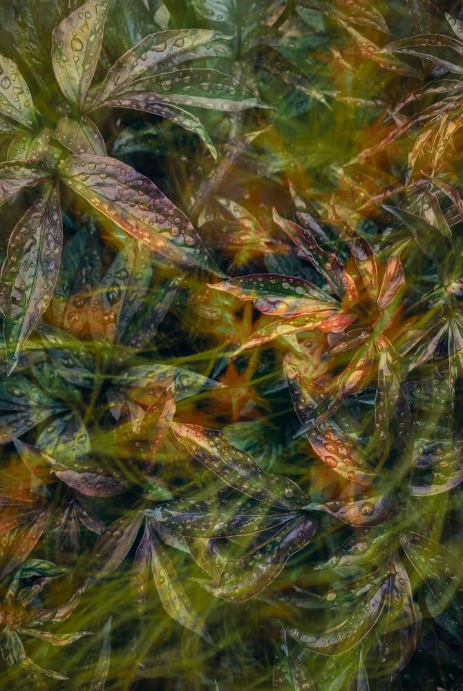 Abstract Raindrop Foliage by Pelin Atilla — canvas wall art