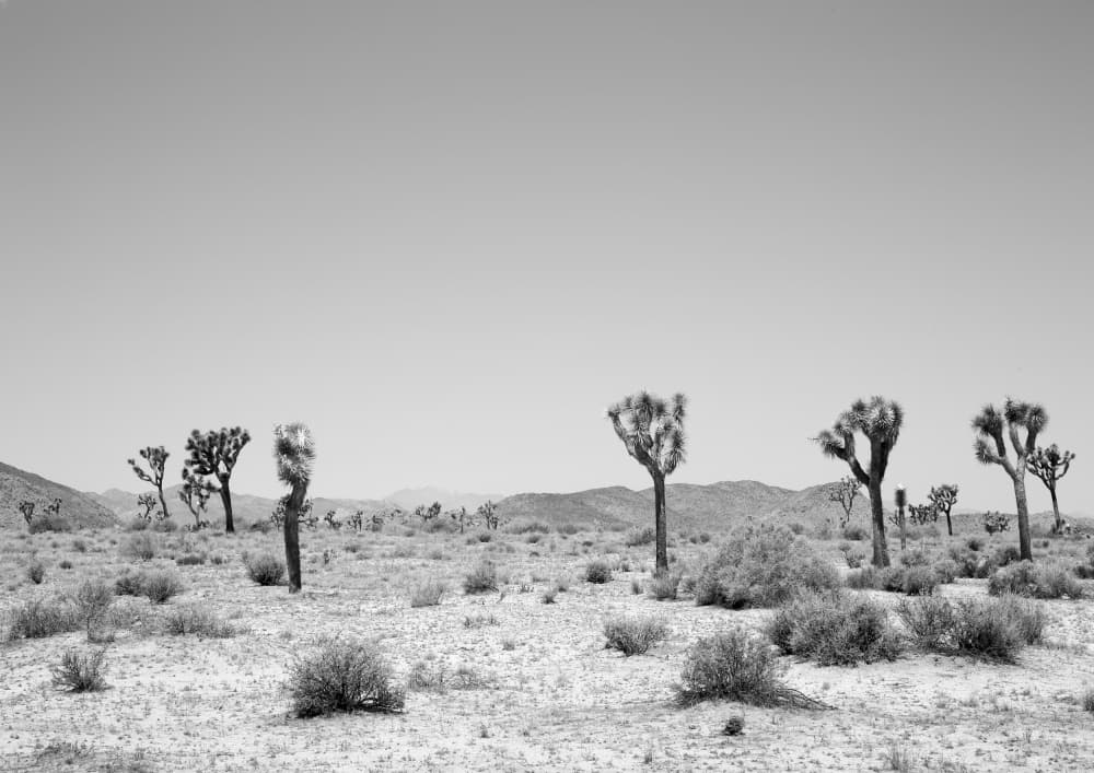 Desert Silence by Shot by Clint — canvas wall art