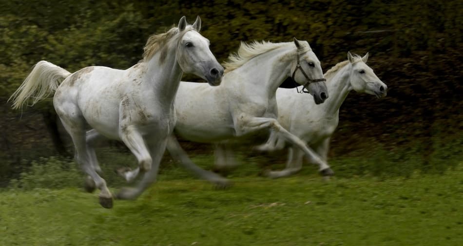 Galloping White Horses by Milan Malovrh — canvas wall art