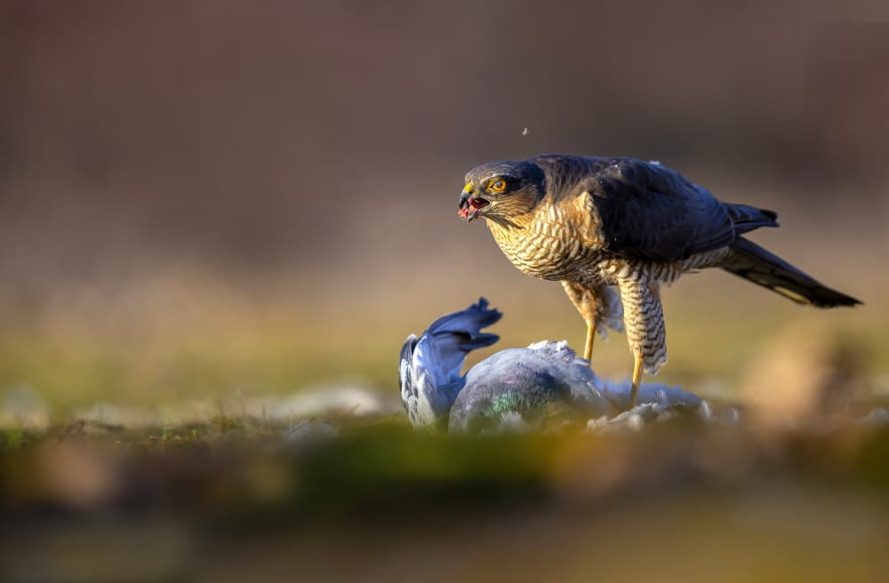 Sparrowhawk's Wild Feast by Marco Redaelli — canvas wall art