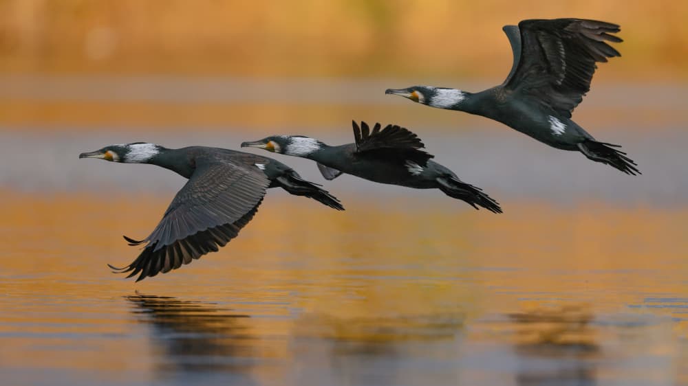 Graceful Water Birds by David Manusevich — canvas wall art