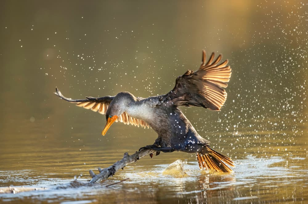 Dynamic Golden Splash by Judy Tseng — canvas wall art