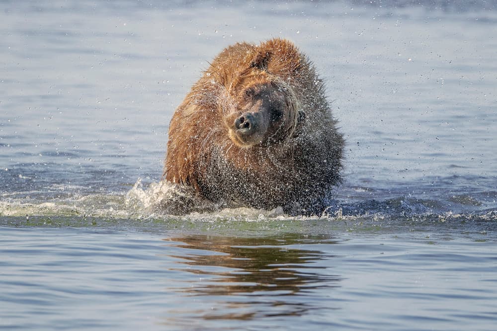 Wild Bear Splash by Renee Doyle — canvas wall art