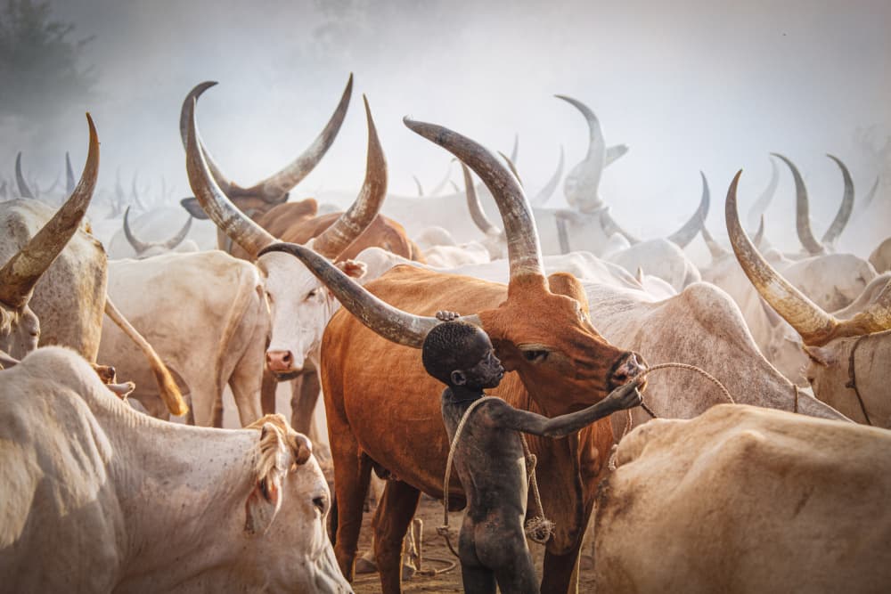 Boy Among Ankole Cattle by Svetlin Yosifov — canvas wall art