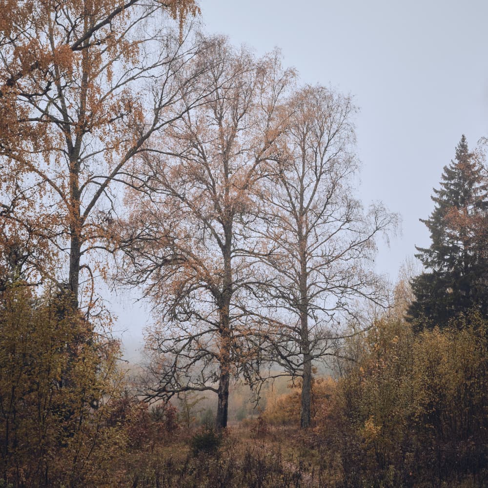 Misty Autumn Forest by Hamed Bank — canvas wall art