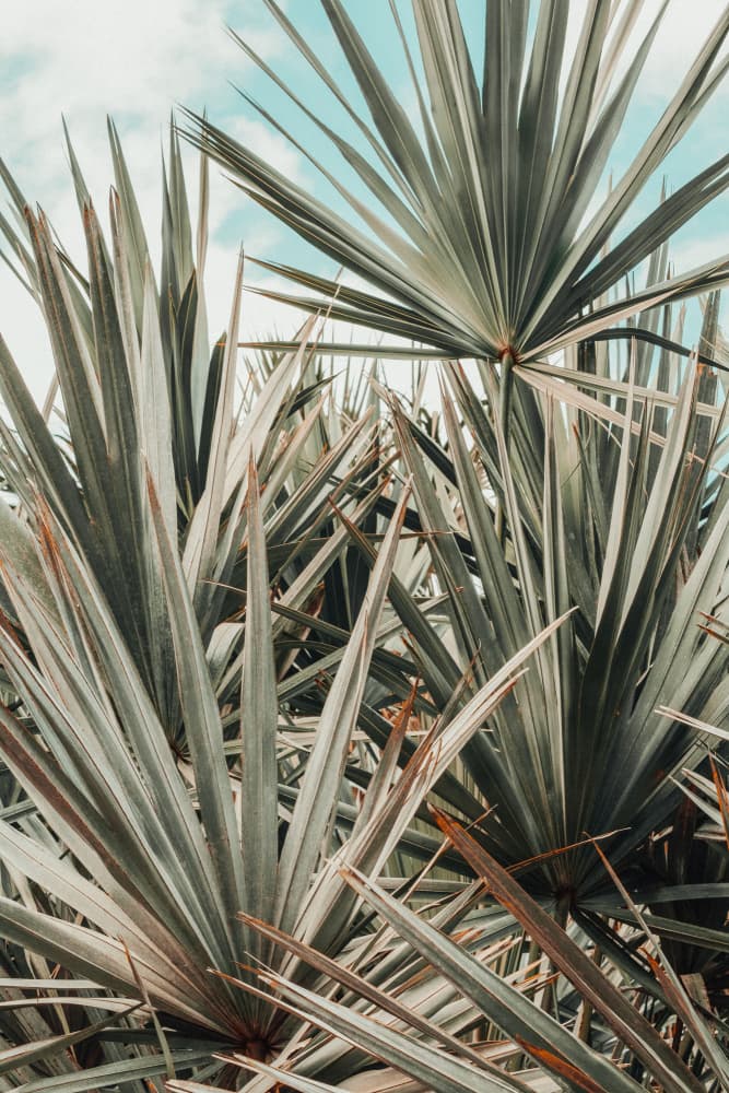 Vibrant Tropical Foliage by Olivia Joy StClaire — canvas wall art