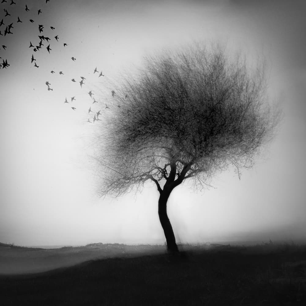 Lonely Tree Flying Birds by Damijan Sedevcic — canvas wall art