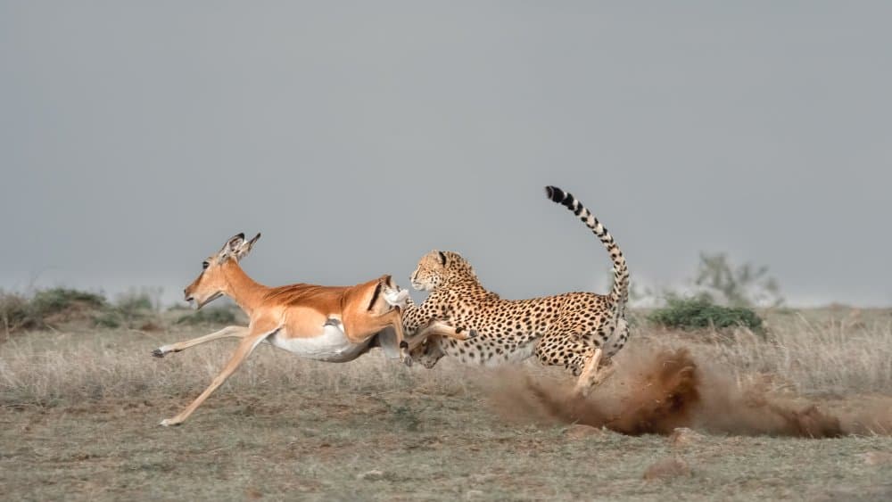 Cheetah Impala Chase by MIN LI — canvas wall art