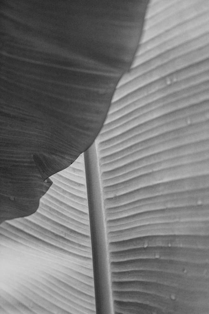 Monochrome Tropical Leaves by Lynann Colligan — canvas wall art