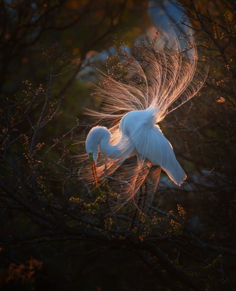 Golden Egret Display by Sheila Xu — canvas wall art
