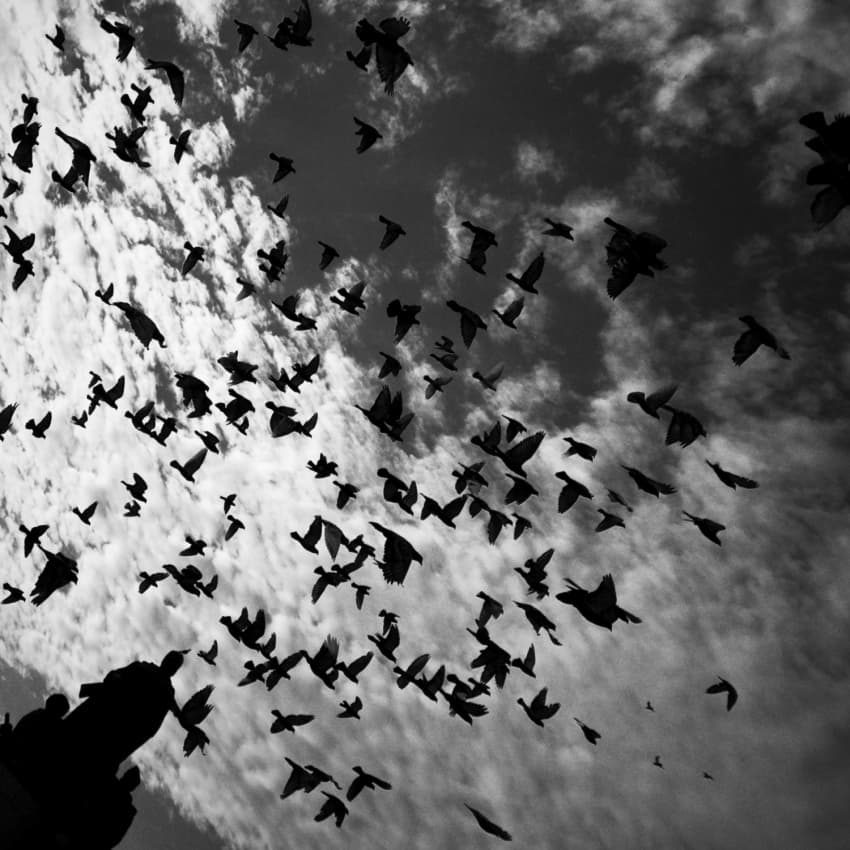 Flock Soaring Sky by Codrin Lupei — canvas wall art