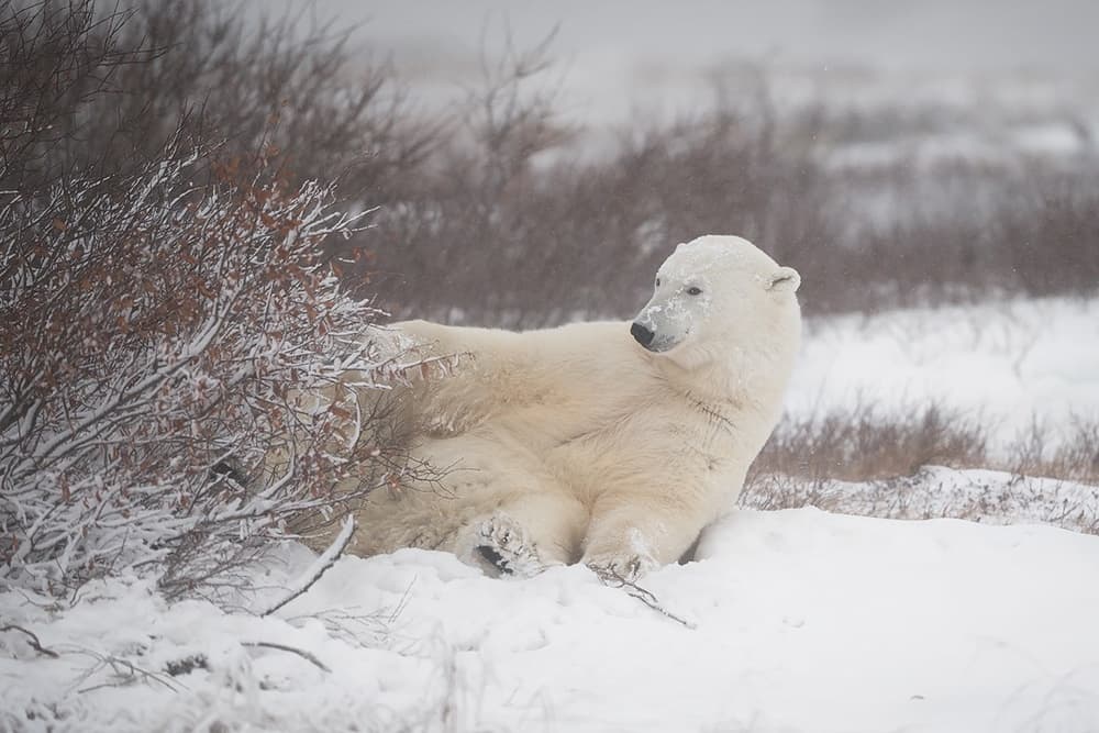 Resting Polar Bear in Snow by Marco Pozzi — canvas wall art