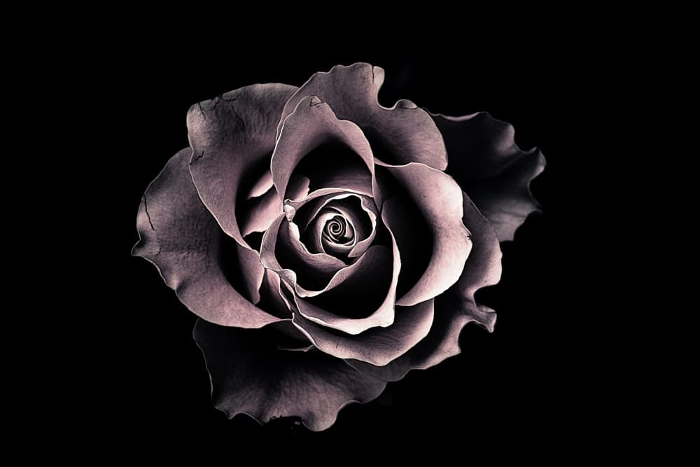 Elegant Rose Bloom by Angel Julie — canvas wall art