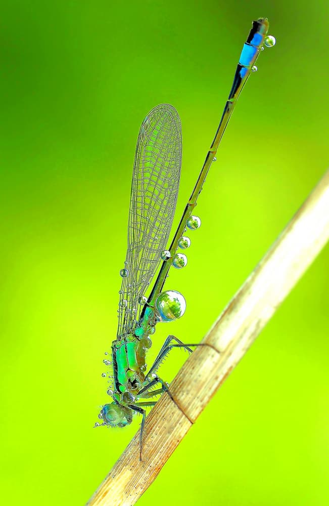 Emerald Damselfly Dew Drops by Thierry Dufour — canvas wall art