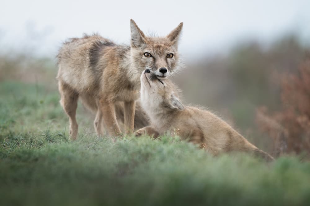 Golden Jackal Bonding by Olga Rudchenko — canvas wall art