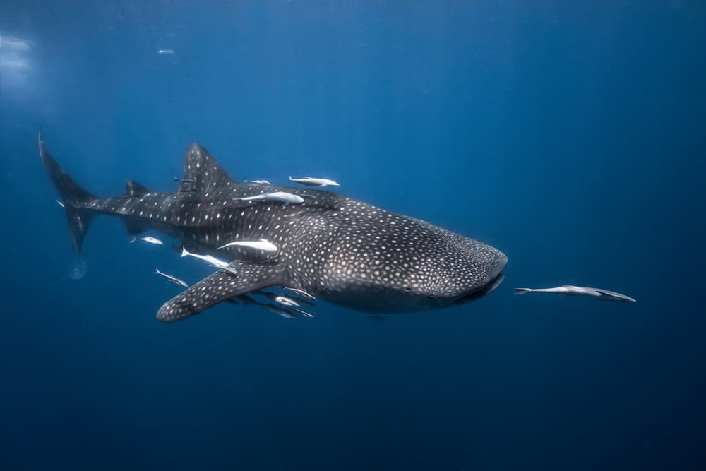 Gentle Ocean Giant by Barathieu Gabriel — canvas wall art