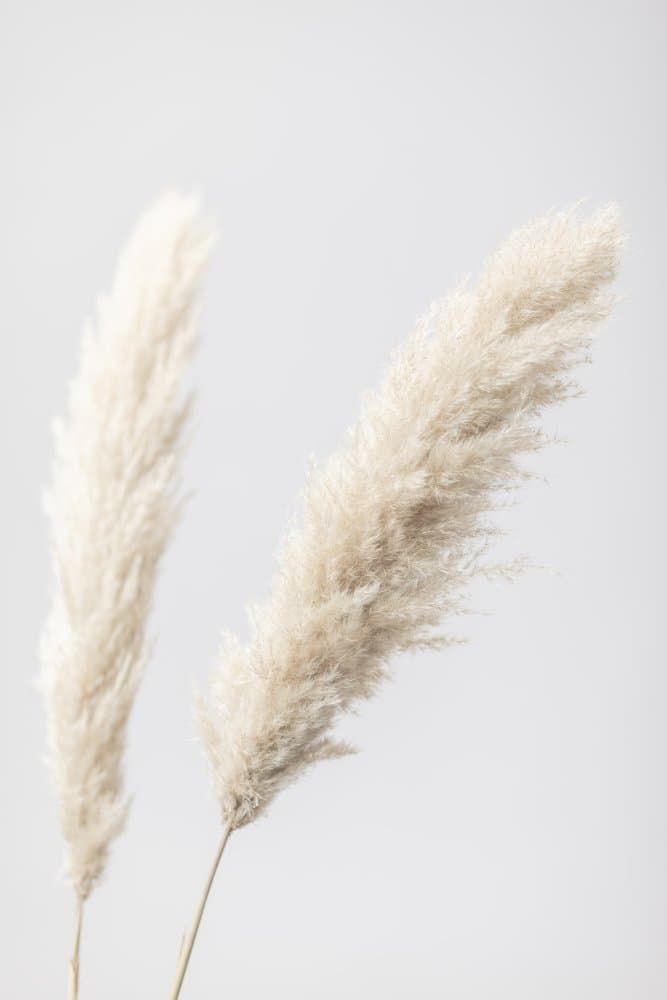 Fluffy Pampas Grass by Pictufy Studio III — canvas wall art