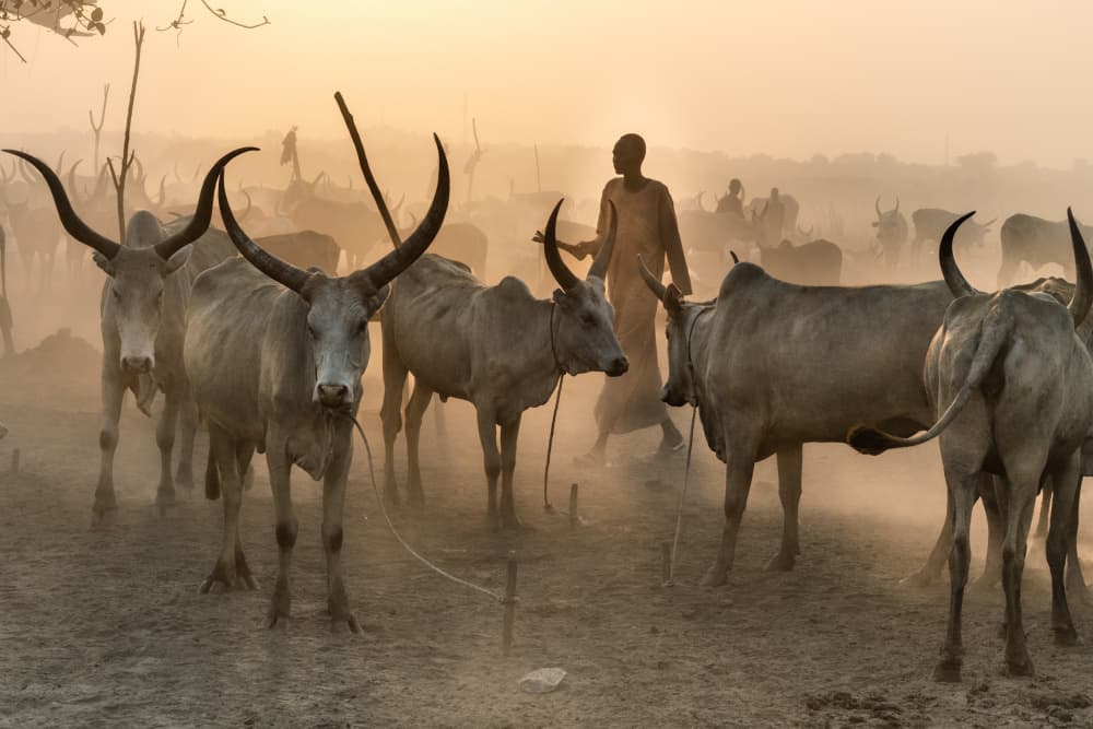 Golden Horned Cattle Herd by Trevor Cole — canvas wall art