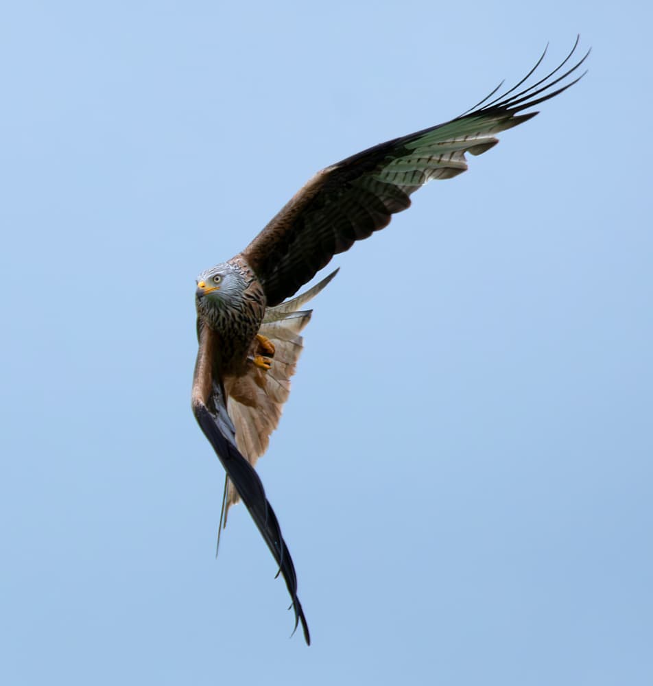 Red Kite in Flight by Erik Engström — canvas wall art