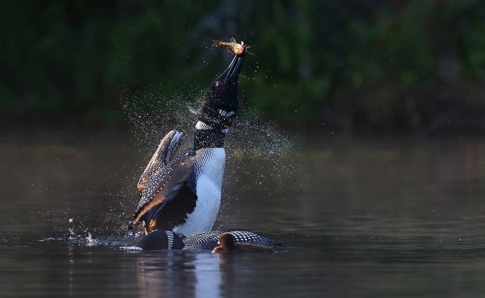 Loon Fishing Splash by Jim Cumming — canvas wall art