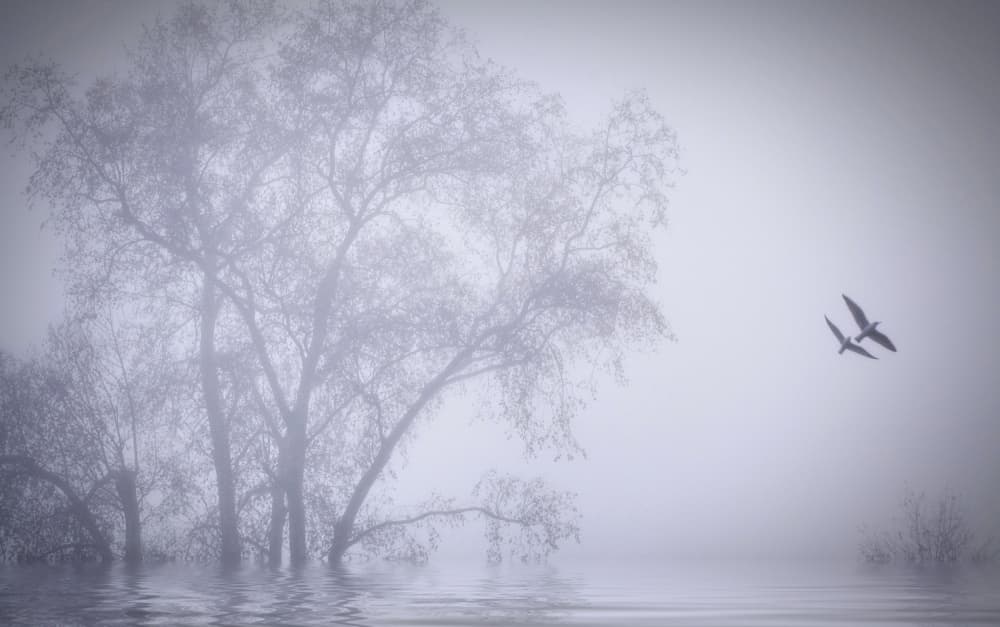 Misty Lake With Birds by Anna Cseresnjes — canvas wall art