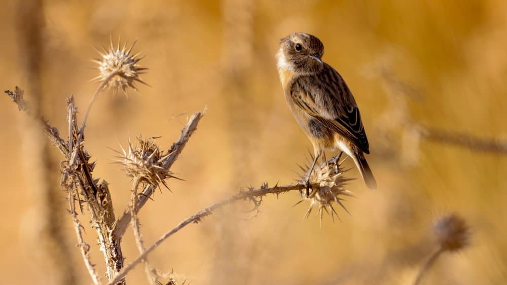 Golden Thistle Bird by David Manusevich — canvas wall art