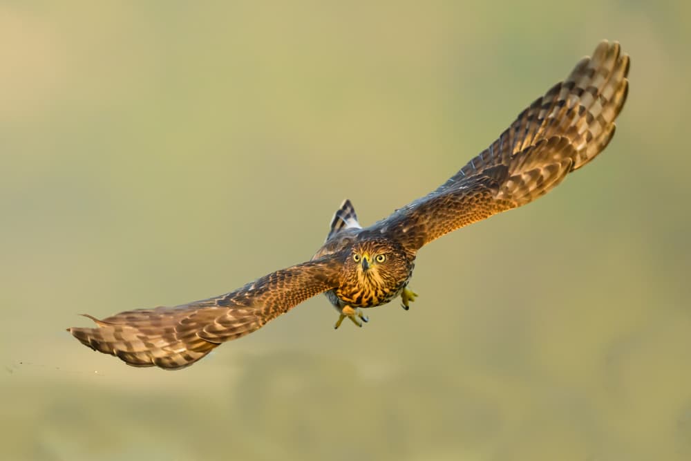 Graceful Hunter's Gaze by Moses Wang — canvas wall art