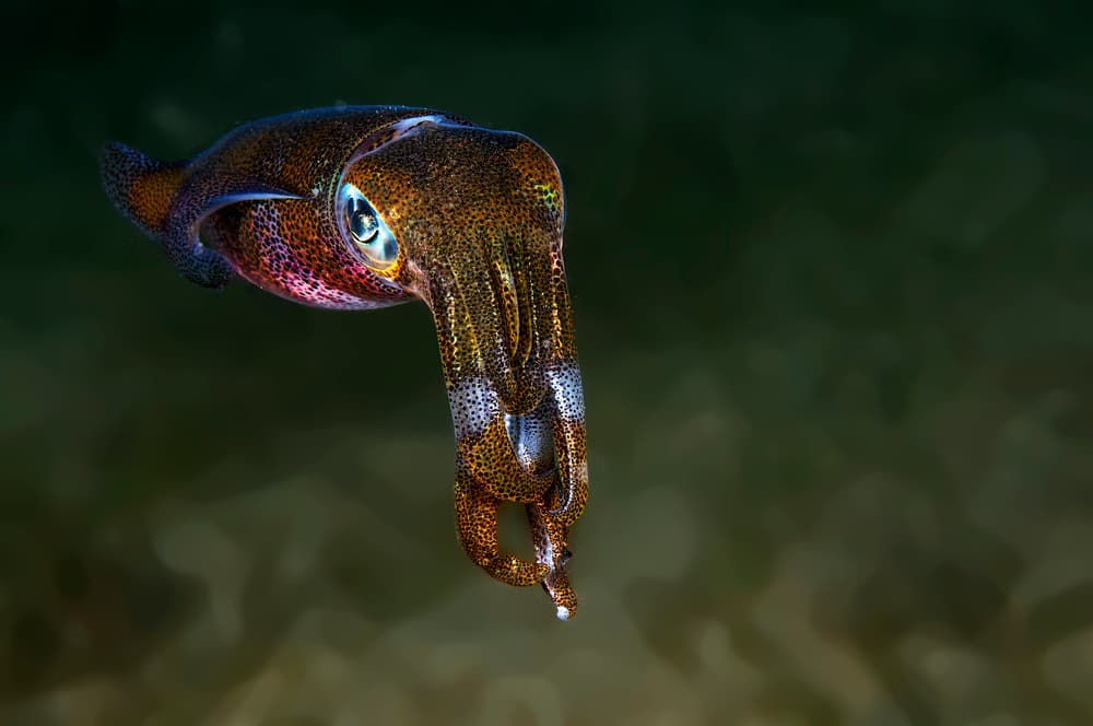 Iridescent Cuttlefish Ocean by Ilan Ben Tov — canvas wall art