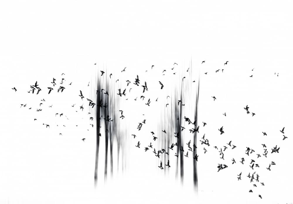 Flying Bird Silhouettes by Hilda van der Lee — canvas wall art