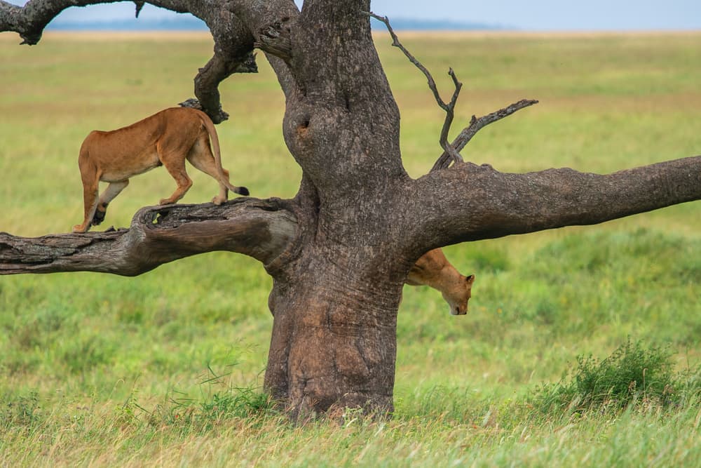 Lionesses In Tree by Mohammed Alnaser — canvas wall art