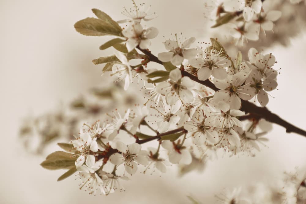 Soft White Blossoms by Christina Sillen — canvas wall art