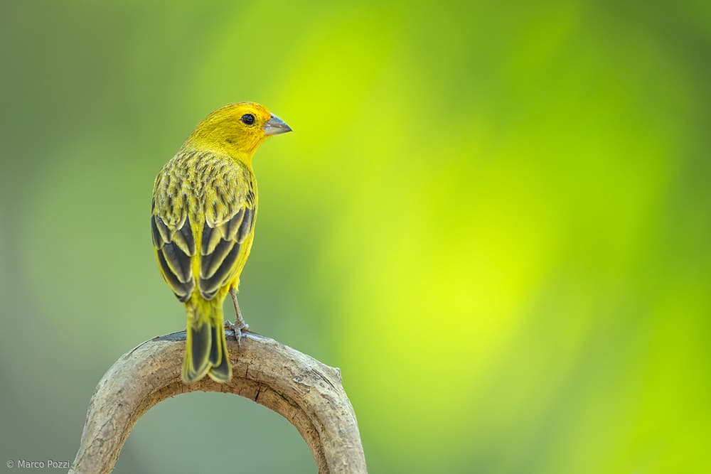 Vibrant Yellow Bird by Marco Pozzi — canvas wall art