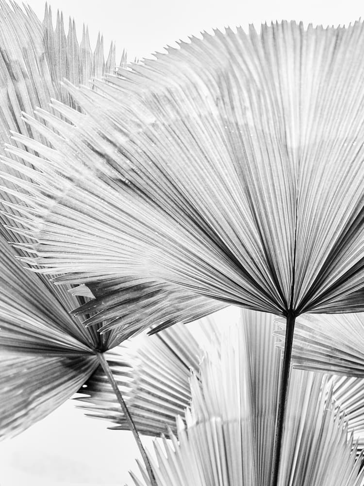 Elegant Palm Leaves by Magda Izzard — canvas wall art