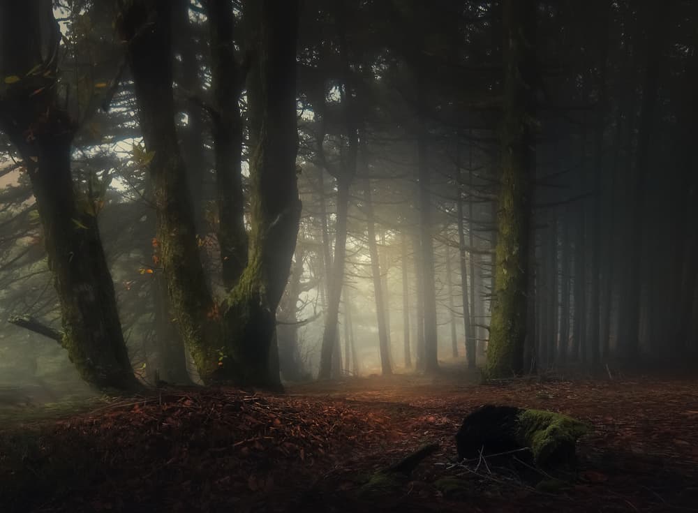 Enchanted Forest Rays by Chris Kaddas — canvas wall art